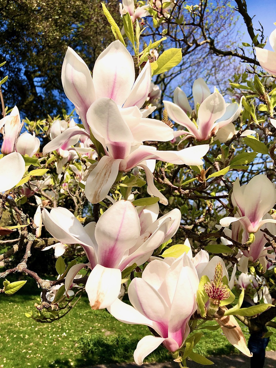 Fwd: Magnolia Blossom Sheffield Botanical Gardens			
					</div><!-- .entry-content -->
		
		<footer>
		
		
		
					
					</footer><!-- .entry-meta -->
	</article><!-- #post -->
				
											
				
		
<hr class=