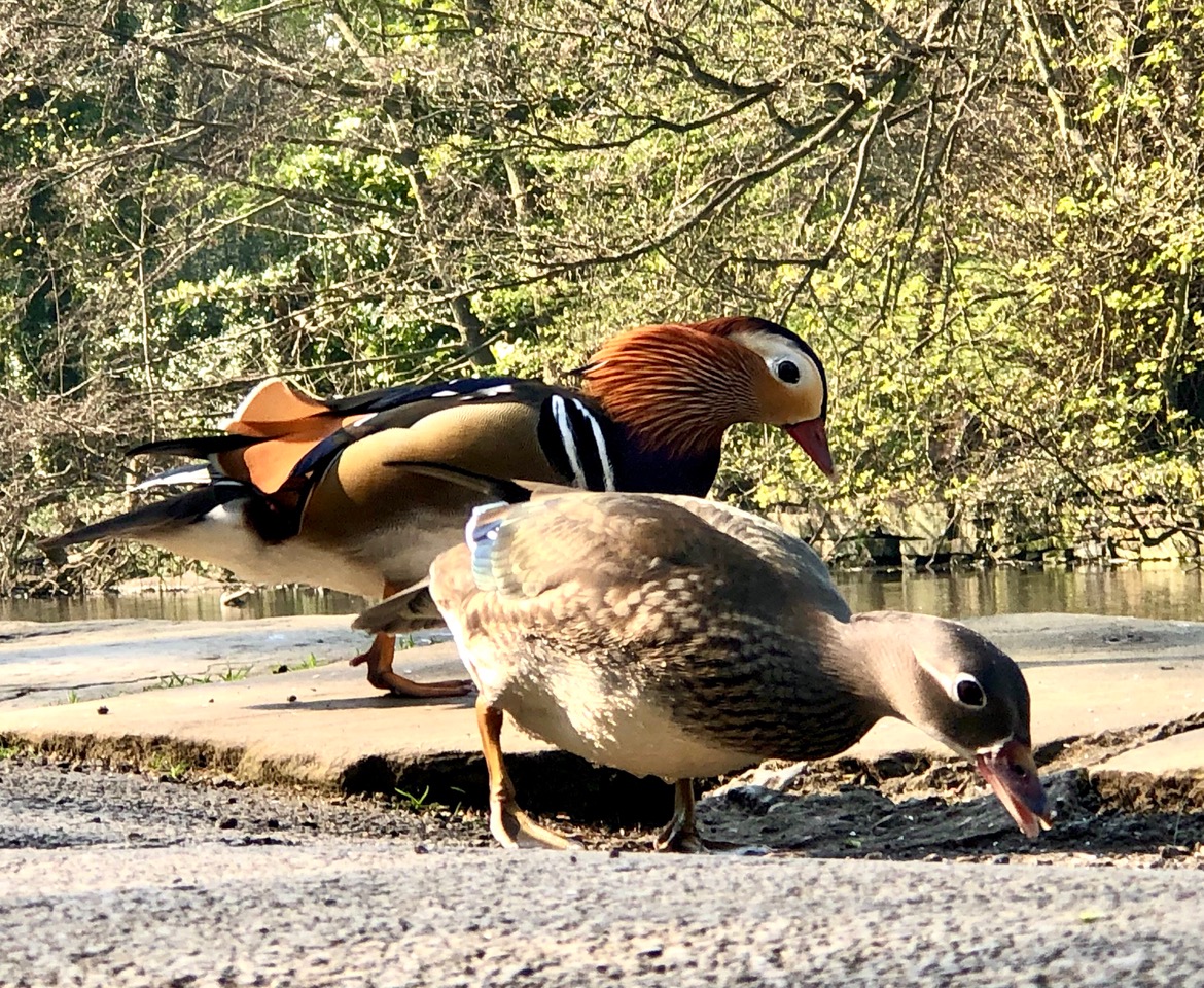 Fwd: A pair of Mandarin Ducks at Endcliffe Park Sheffield.			
					</div><!-- .entry-content -->
		
		<footer>
		
		
		
					
					</footer><!-- .entry-meta -->
	</article><!-- #post -->
				
											
				
		
<hr class=