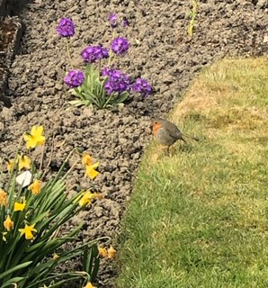 Fwd: Cheeky chap Robin			
					</div><!-- .entry-content -->
		
		<footer>
		
		
		
					
					</footer><!-- .entry-meta -->
	</article><!-- #post -->
				
											
				
		
<hr class=