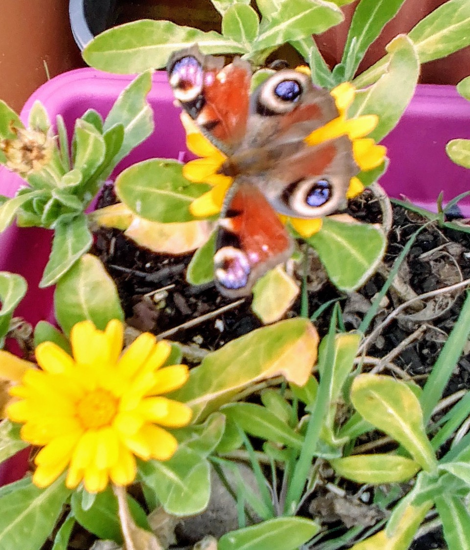 Fwd: Eyes on my Marigold			
					</div><!-- .entry-content -->
		
		<footer>
		
		
		
					
					</footer><!-- .entry-meta -->
	</article><!-- #post -->
				
											
				
		
<hr class=