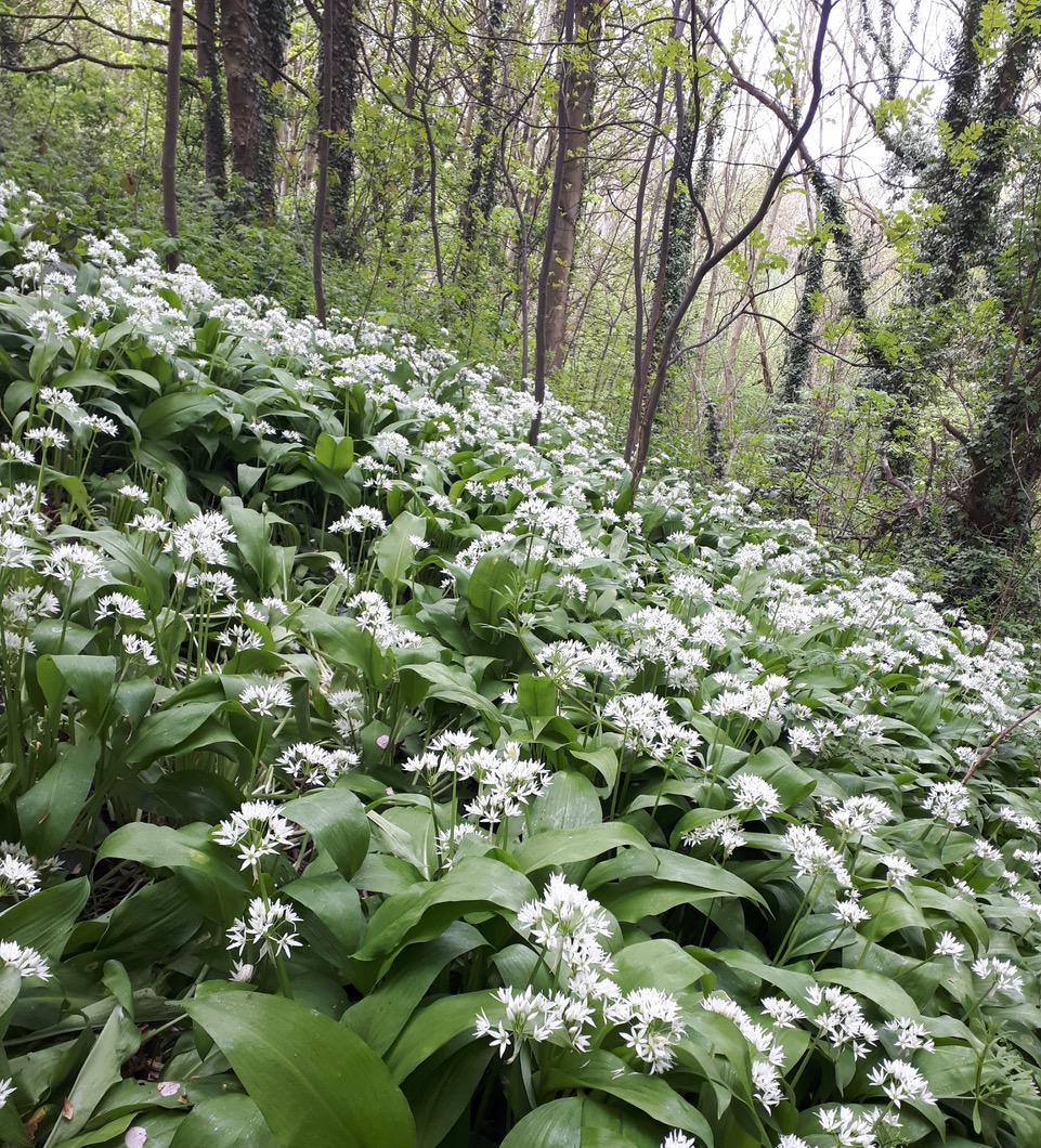 Fwd: Wild Garlic in Moss Valley			
					</div><!-- .entry-content -->
		
		<footer>
		
		
		
					
					</footer><!-- .entry-meta -->
	</article><!-- #post -->
				
											
				
		
<hr class=