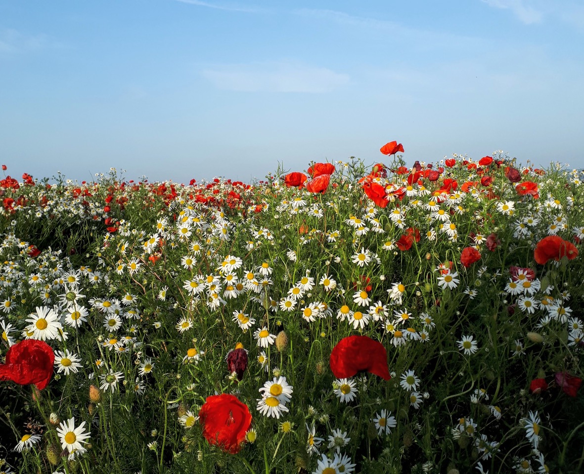 Fwd: Poppies and Chamomile at West Handley			
					</div><!-- .entry-content -->
		
		<footer>
		
		
		
					
					</footer><!-- .entry-meta -->
	</article><!-- #post -->
				
											
				
		
<hr class=