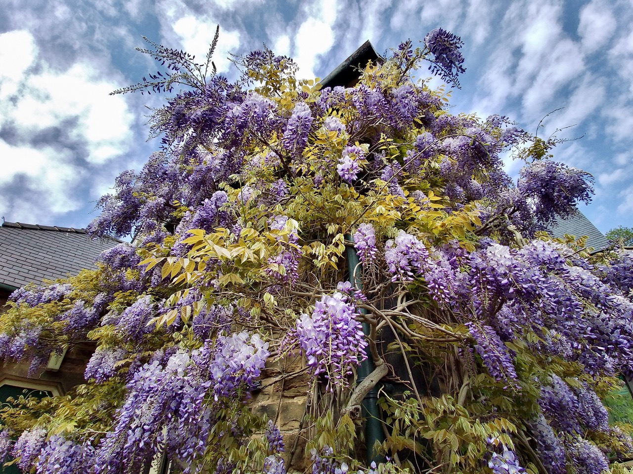 Fwd: Wisteria outside Cafe at Sheffield Botanical Gardens			
					</div><!-- .entry-content -->
		
		<footer>
		
		
		
					
					</footer><!-- .entry-meta -->
	</article><!-- #post -->
				
											
				
		
<hr class=