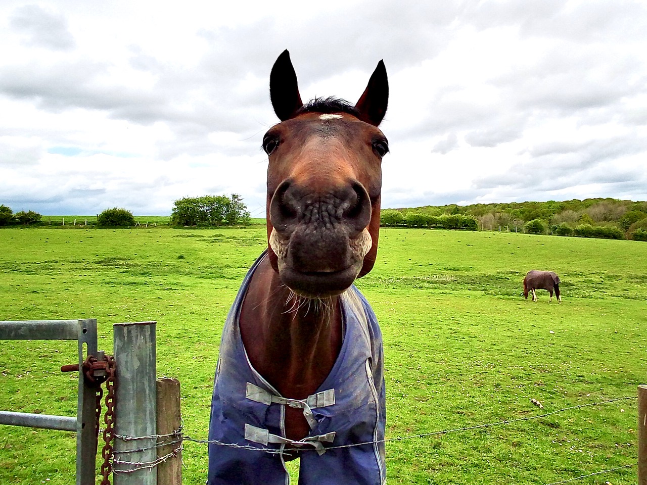 Fwd: Horse at Norwood			
					</div><!-- .entry-content -->
		
		<footer>
		
		
		
					
					</footer><!-- .entry-meta -->
	</article><!-- #post -->
				
											
				
		
<hr class=