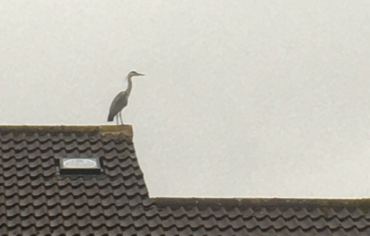 Fwd: Our local visitor			
					</div><!-- .entry-content -->
		
		<footer>
		
		
		
					
					</footer><!-- .entry-meta -->
	</article><!-- #post -->
				
											
				
		
<hr class=
