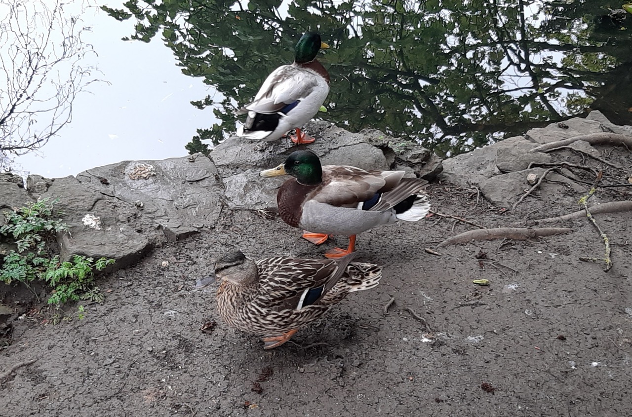 Fwd: Photo by Harry Fox (age 7) graves park			
					</div><!-- .entry-content -->
		
		<footer>
		
		
		
					
					</footer><!-- .entry-meta -->
	</article><!-- #post -->
				
											
				
		
<hr class=