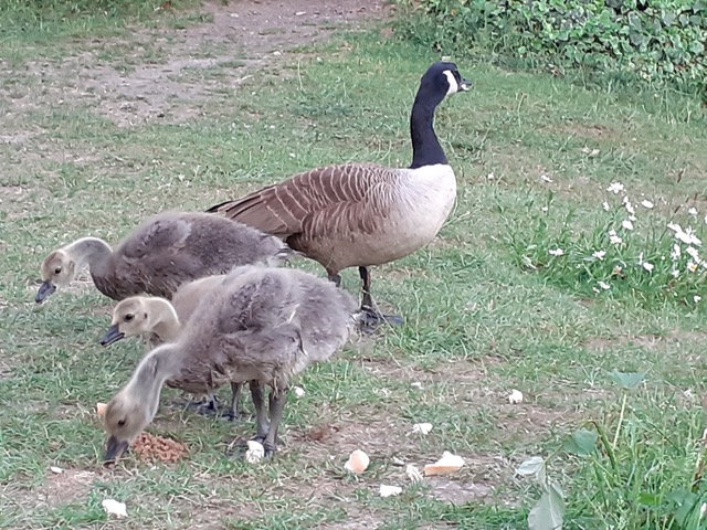 Fwd: Geese and babys at killamarsh pond by cris			
					</div><!-- .entry-content -->
		
		<footer>
		
		
		
					
					</footer><!-- .entry-meta -->
	</article><!-- #post -->
				
											
				
		
<hr class=