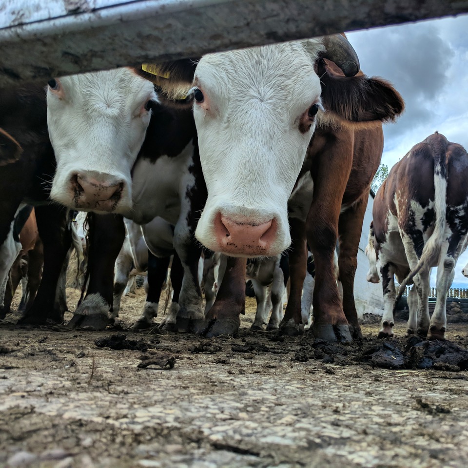 Fwd: Photo Submission – Fox Hagg			
					</div><!-- .entry-content -->
		
		<footer>
		
		
		
					
					</footer><!-- .entry-meta -->
	</article><!-- #post -->
				
											
				
		
<hr class=