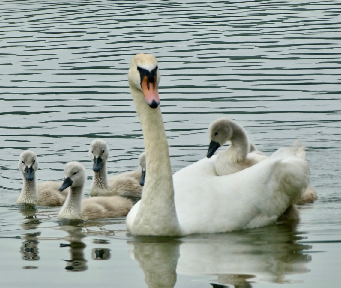Fwd: Swan Family Sheffield			
					</div><!-- .entry-content -->
		
		<footer>
		
		
		
					
					</footer><!-- .entry-meta -->
	</article><!-- #post -->
				
											
				
		
<hr class=