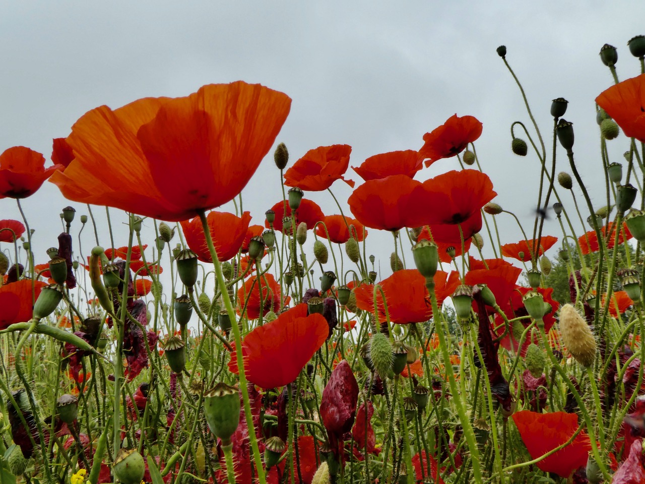Fwd: Poppies Sheffield			
					</div><!-- .entry-content -->
		
		<footer>
		
		
		
					
					</footer><!-- .entry-meta -->
	</article><!-- #post -->
				
											
				
		
<hr class=