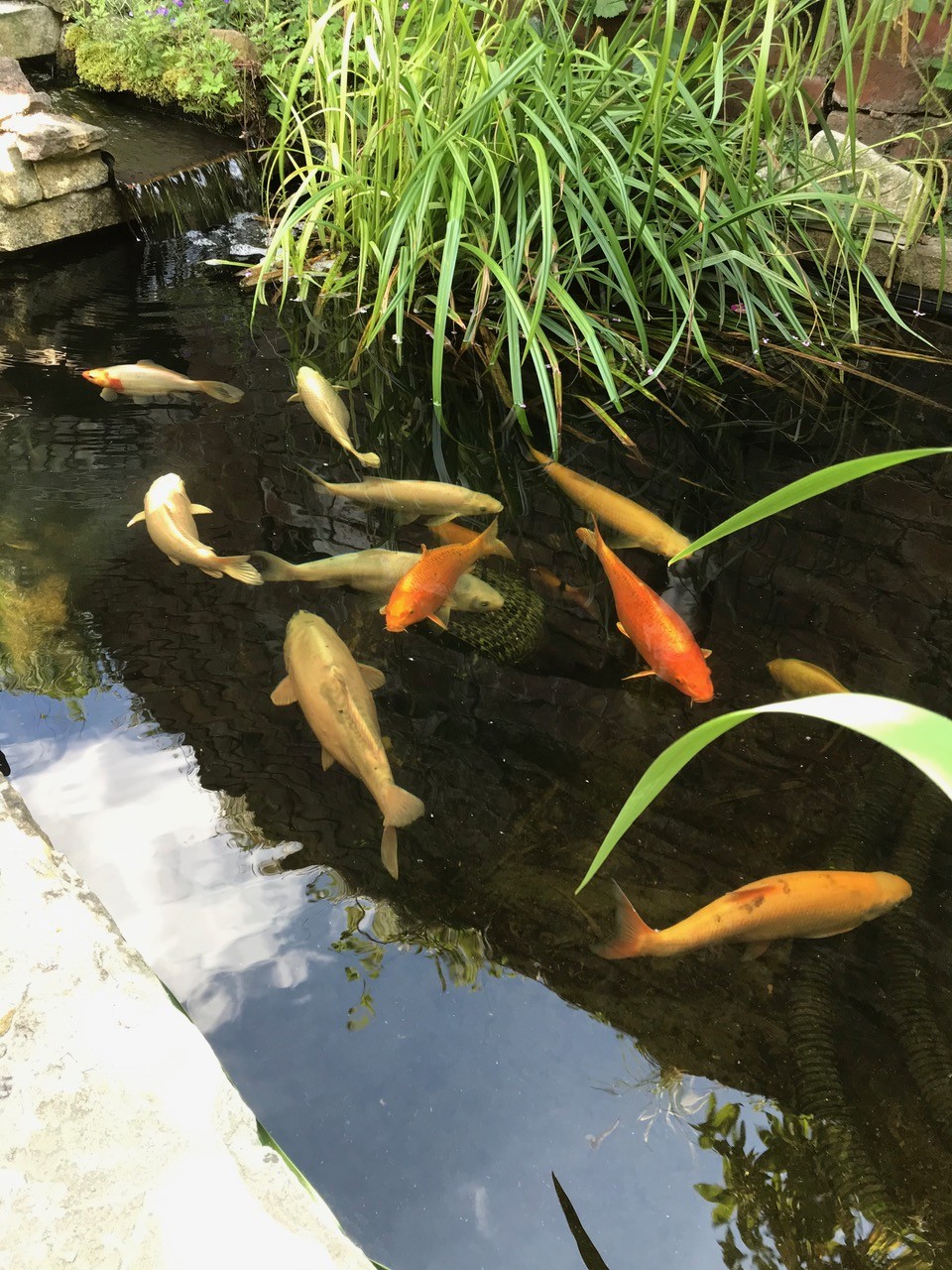 Fwd: Cool fish 🐟 at Aughton			
					</div><!-- .entry-content -->
		
		<footer>
		
		
		
					
					</footer><!-- .entry-meta -->
	</article><!-- #post -->
				
											
				
		
<hr class=