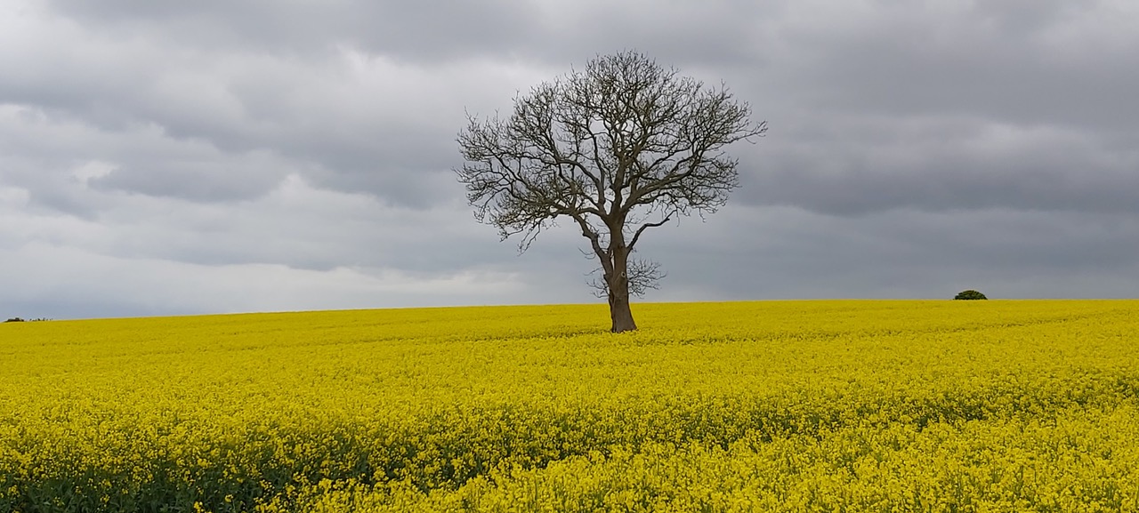 Fwd: Photo of rape seed at Holmesfield by John Warwick			
					</div><!-- .entry-content -->
		
		<footer>
		
		
		
					
					</footer><!-- .entry-meta -->
	</article><!-- #post -->
				
											
				
		
<hr class=