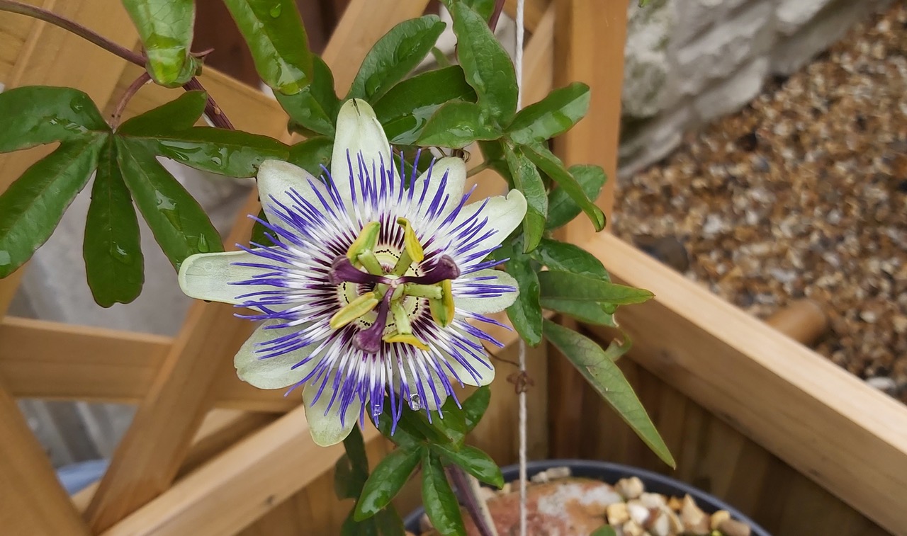 Fwd: Clematis.  Photograph by Keith Johnson.			
					</div><!-- .entry-content -->
		
		<footer>
		
		
		
					
					</footer><!-- .entry-meta -->
	</article><!-- #post -->
				
											
				
		
<hr class=