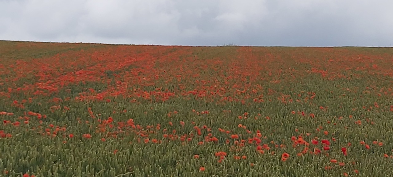 Fwd: Photo of Poppies in field at Ridgeway			
					</div><!-- .entry-content -->
		
		<footer>
		
		
		
					
					</footer><!-- .entry-meta -->
	</article><!-- #post -->
				
											
				
		
<hr class=