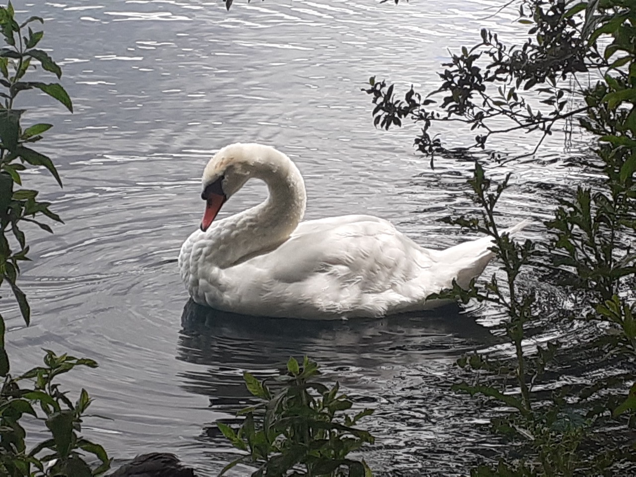 Fwd: Swan at Lakeside, Doncaster by Lewis London			
					</div><!-- .entry-content -->
		
		<footer>
		
		
		
					
					</footer><!-- .entry-meta -->
	</article><!-- #post -->
				
											
				
		
<hr class=