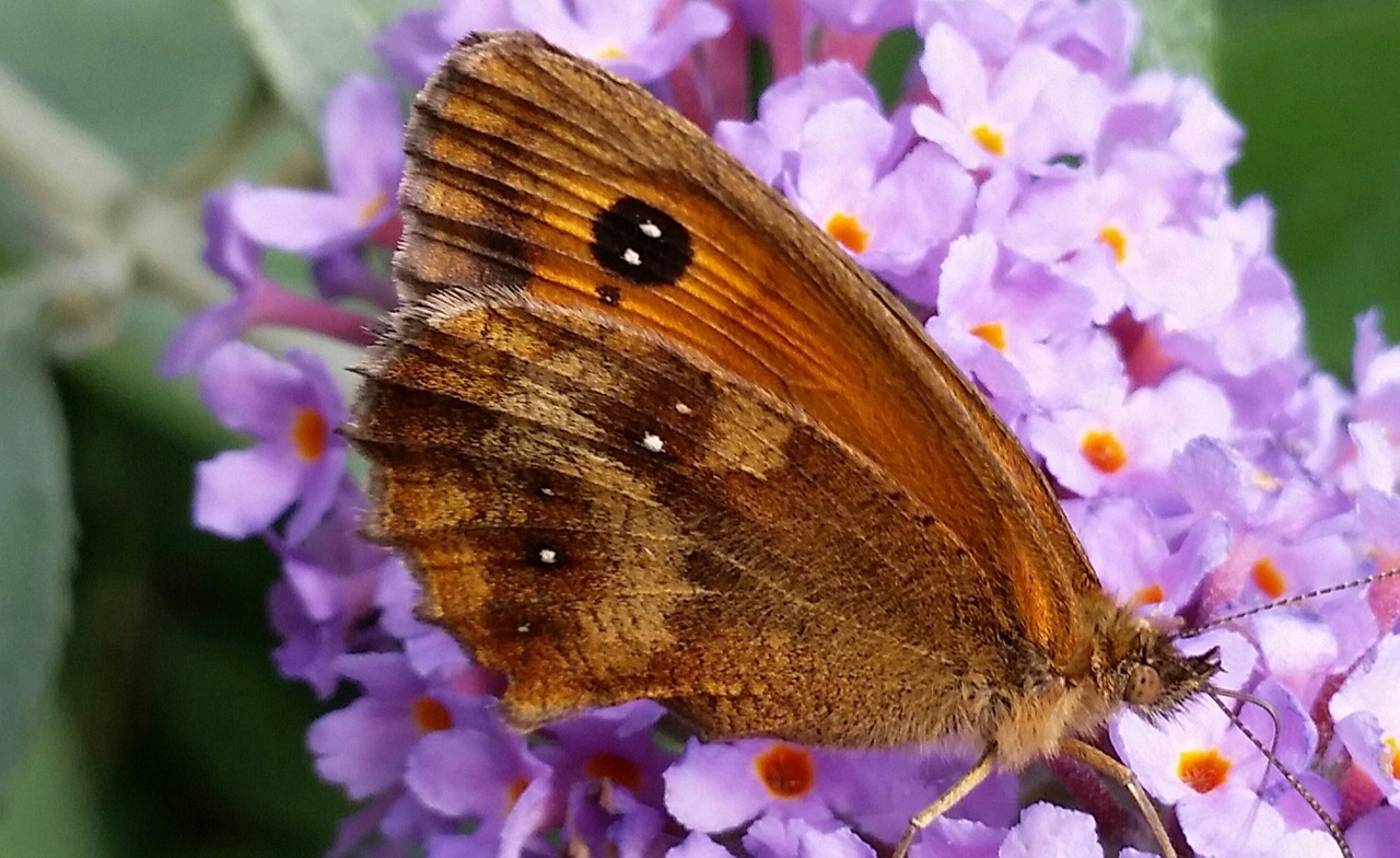 Fwd: Photograph by Keith Johnson.			
					</div><!-- .entry-content -->
		
		<footer>
		
		
		
					
					</footer><!-- .entry-meta -->
	</article><!-- #post -->
				
											
				
		
<hr class=