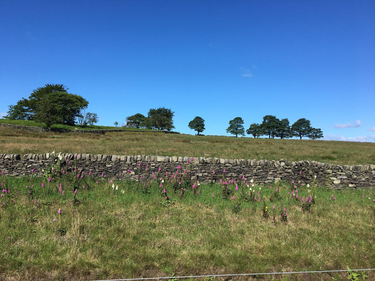 Fwd: Foxgloves at Redmires conduit.			
					</div><!-- .entry-content -->
		
		<footer>
		
		
		
					
					</footer><!-- .entry-meta -->
	</article><!-- #post -->
				
											
				
		
<hr class=