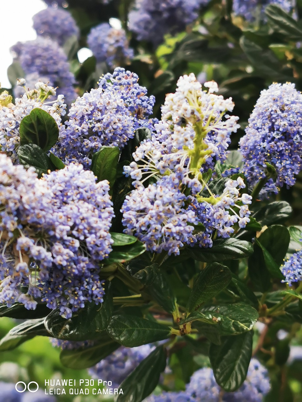 Fwd: Shrub			
					</div><!-- .entry-content -->
		
		<footer>
		
		
		
					
					</footer><!-- .entry-meta -->
	</article><!-- #post -->
				
											
				
		
<hr class=