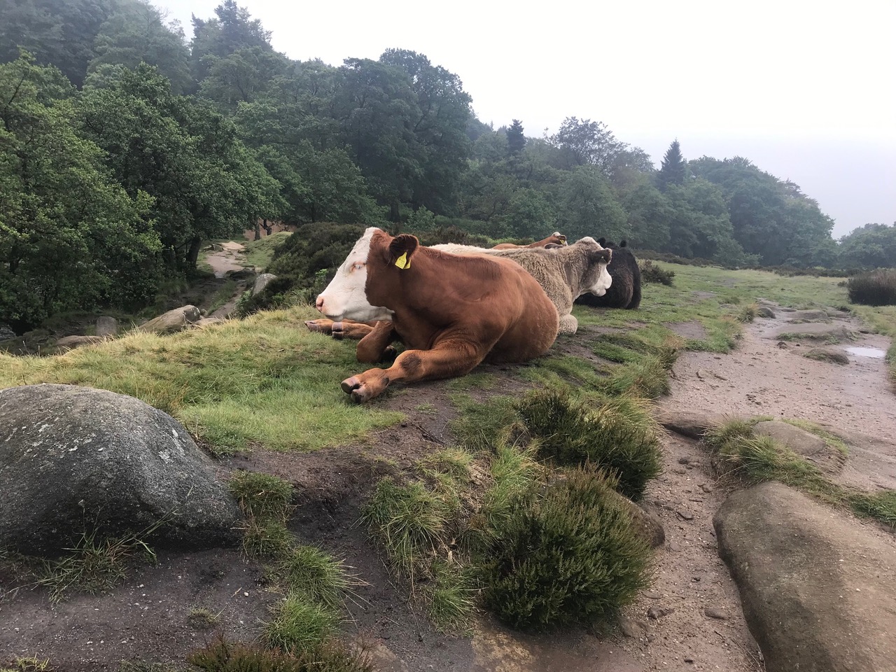 Fwd: Derbyshire			
					</div><!-- .entry-content -->
		
		<footer>
		
		
		
					
					</footer><!-- .entry-meta -->
	</article><!-- #post -->
				
											
				
		
<hr class=