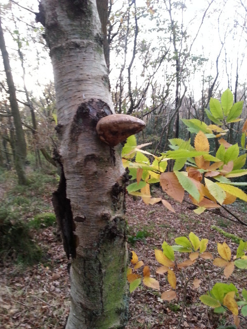 Fwd: grenoside woods			
					</div><!-- .entry-content -->
		
		<footer>
		
		
		
					
					</footer><!-- .entry-meta -->
	</article><!-- #post -->
				
											
				
		
<hr class=