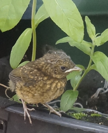 Fwd: Baby Robin, Willy D			
					</div><!-- .entry-content -->
		
		<footer>
		
		
		
					
					</footer><!-- .entry-meta -->
	</article><!-- #post -->
				
											
				
		
<hr class=