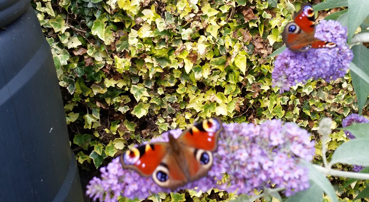 Fwd: Photograph by Keith Johnson, 2 peacocks.			
					</div><!-- .entry-content -->
		
		<footer>
		
		
		
					
					</footer><!-- .entry-meta -->
	</article><!-- #post -->
				
											
				
		
<hr class=