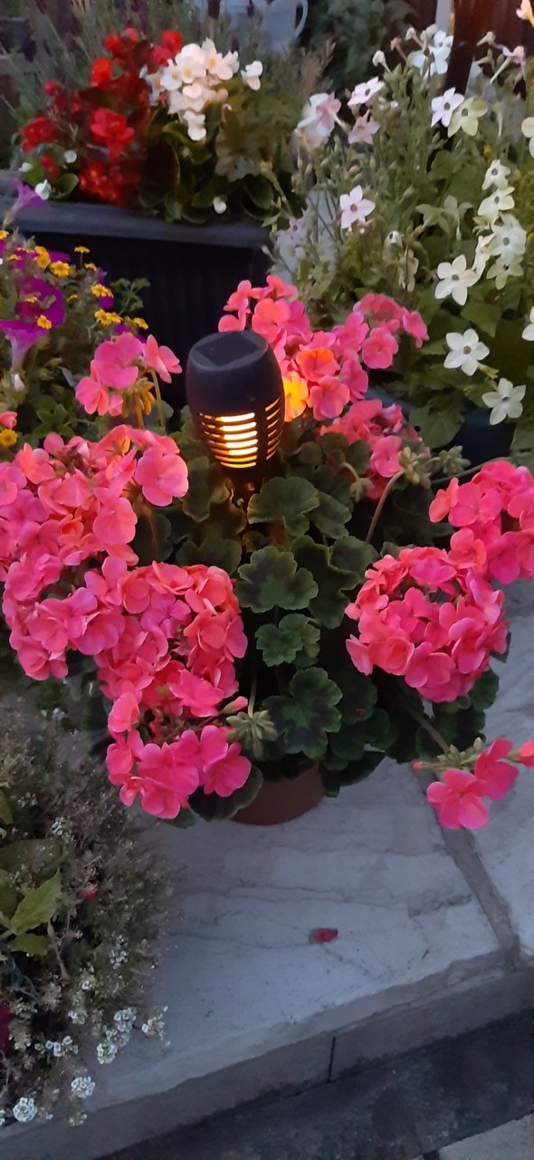 Fwd: Photo by Harry Fox (age 8)			
					</div><!-- .entry-content -->
		
		<footer>
		
		
		
					
					</footer><!-- .entry-meta -->
	</article><!-- #post -->
				
											
				
		
<hr class=