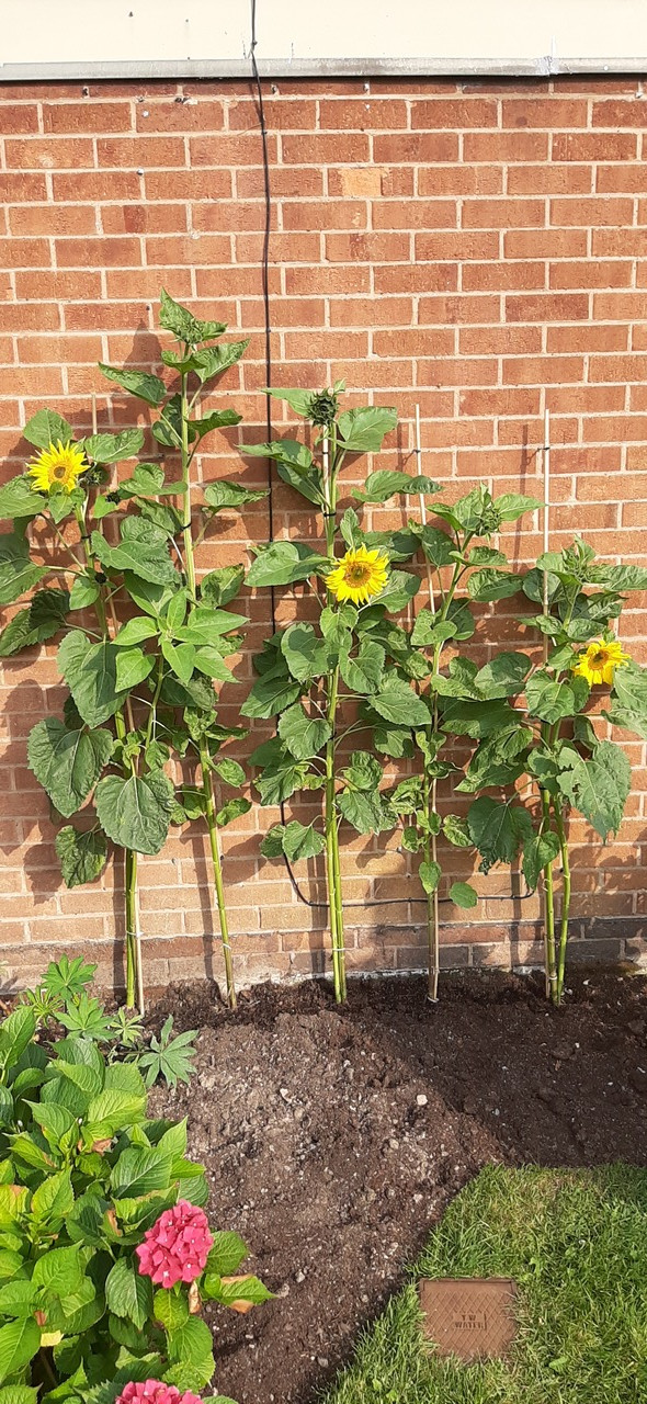 Fwd: Photo by Harry Fox (age 8)			
					</div><!-- .entry-content -->
		
		<footer>
		
		
		
					
					</footer><!-- .entry-meta -->
	</article><!-- #post -->
				
											
				
		
<hr class=