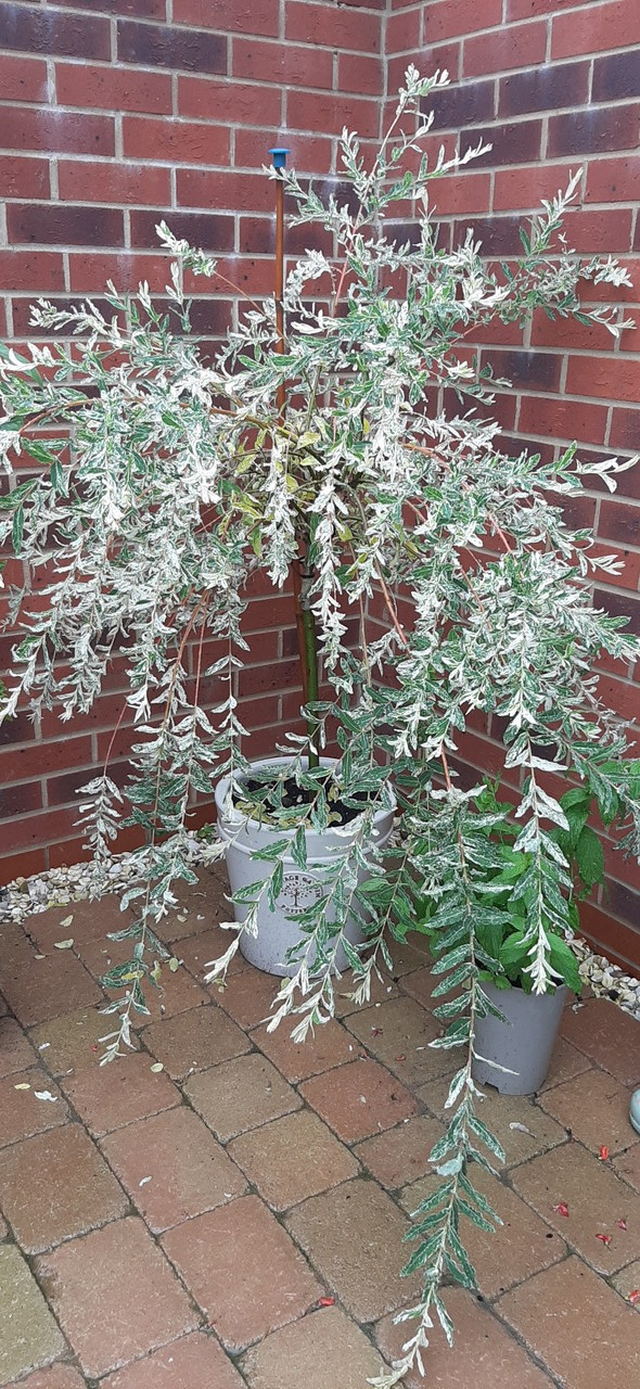 Fwd: Photo by Harry Fox (age 8)			
					</div><!-- .entry-content -->
		
		<footer>
		
		
		
					
					</footer><!-- .entry-meta -->
	</article><!-- #post -->
				
											
				
		
<hr class=