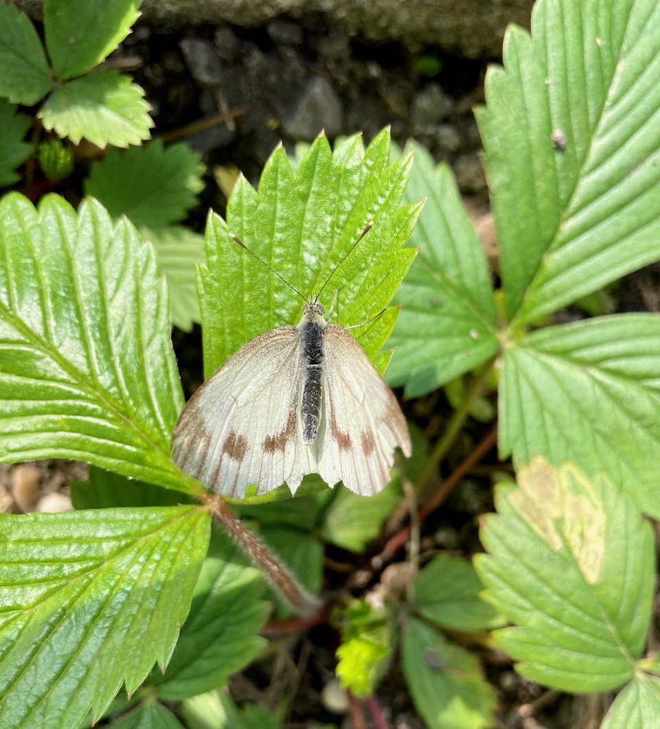 Fwd: Photo submission for TV			
					</div><!-- .entry-content -->
		
		<footer>
		
		
		
					
					</footer><!-- .entry-meta -->
	</article><!-- #post -->
				
											
				
		
<hr class=