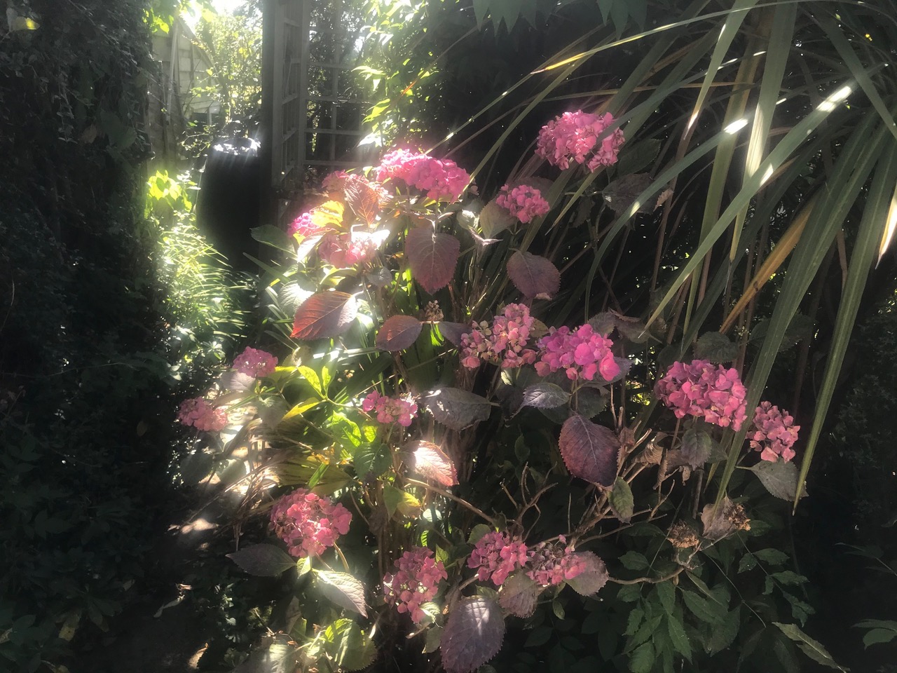 Fwd: Hydrangea			
					</div><!-- .entry-content -->
		
		<footer>
		
		
		
					
					</footer><!-- .entry-meta -->
	</article><!-- #post -->
				
											
				
		
<hr class=