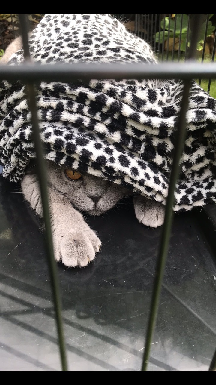 Fwd: Cleo the Cat			
					</div><!-- .entry-content -->
		
		<footer>
		
		
		
					
					</footer><!-- .entry-meta -->
	</article><!-- #post -->
				
											
				
		
<hr class=