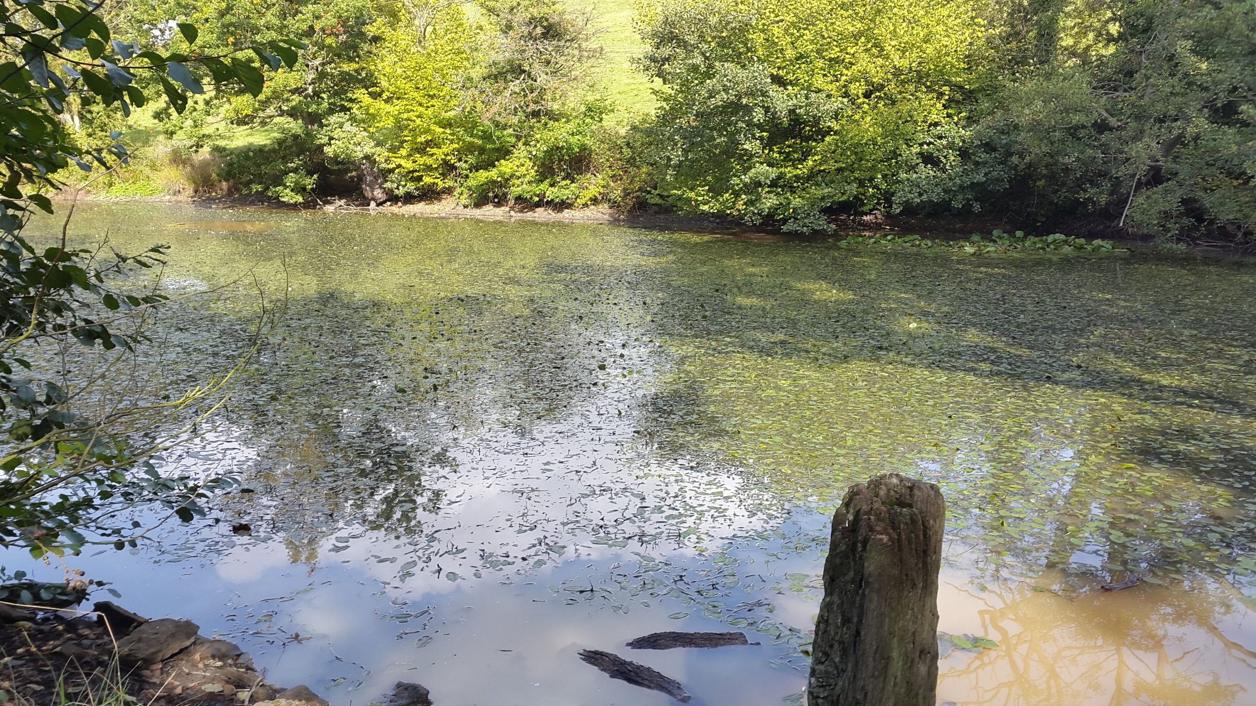 Fwd: Ford Ponds			
					</div><!-- .entry-content -->
		
		<footer>
		
		
		
					
					</footer><!-- .entry-meta -->
	</article><!-- #post -->
				
											
				
		
<hr class=