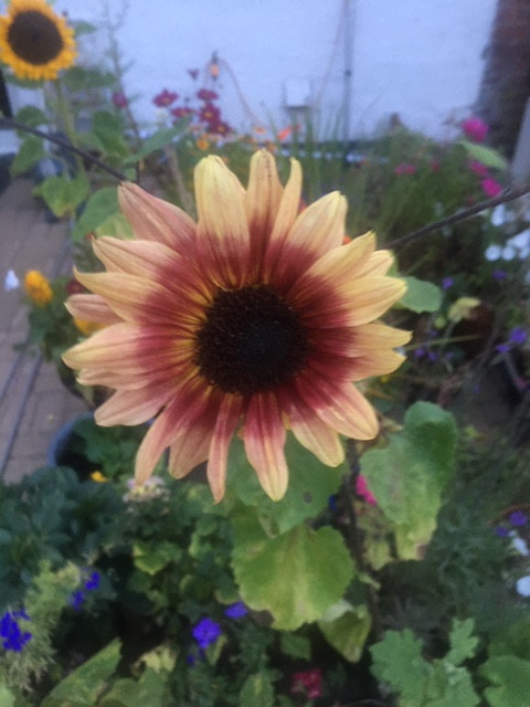 Fwd: Sunflower and baby Blackbird in Woodseats by John Johnson			
					</div><!-- .entry-content -->
		
		<footer>
		
		
		
					
					</footer><!-- .entry-meta -->
	</article><!-- #post -->
				
											
				
		
<hr class=