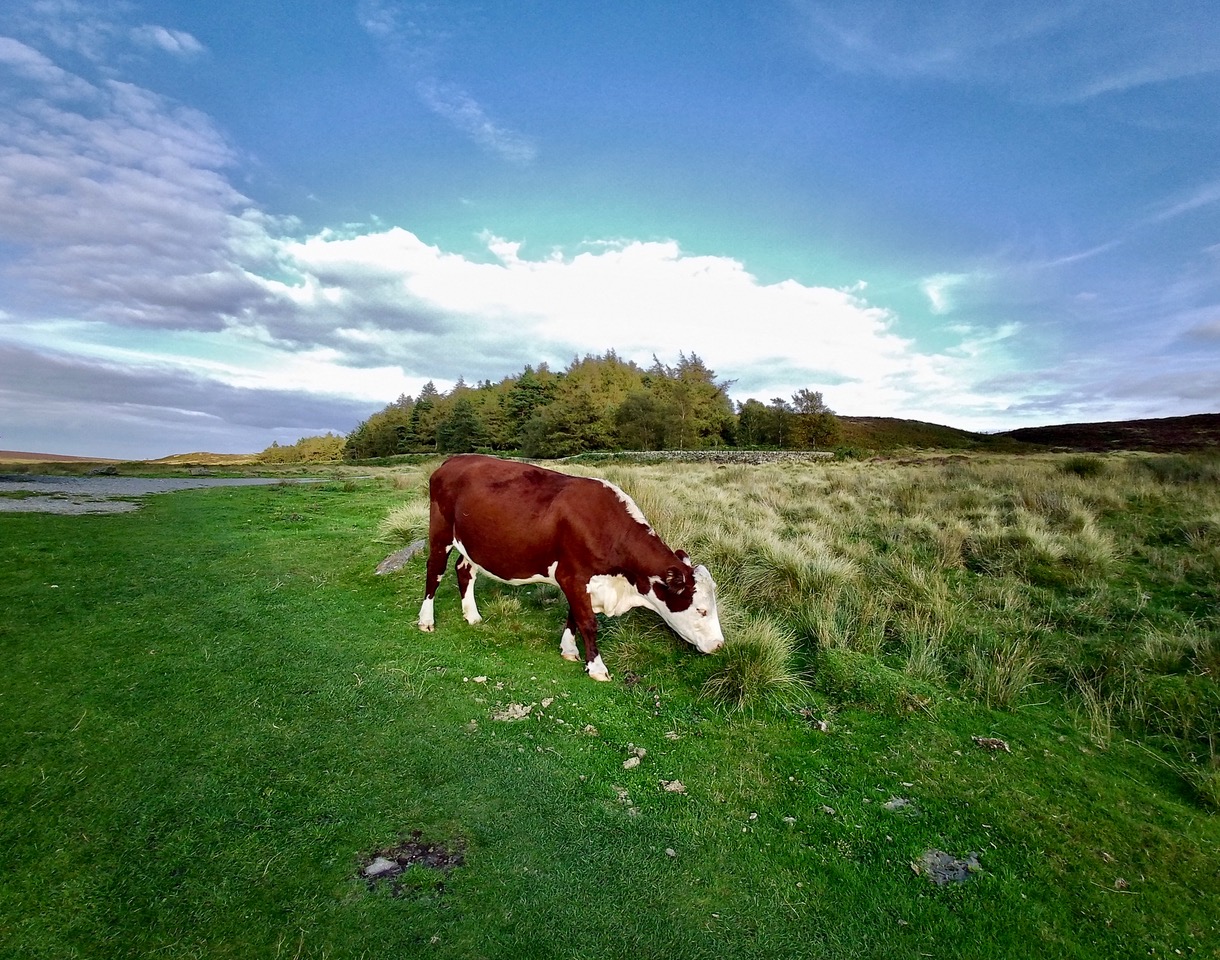 Fwd: Cow Grazing at White Edge Peak District. Keith Bown			
					</div><!-- .entry-content -->
		
		<footer>
		
		
		
					
					</footer><!-- .entry-meta -->
	</article><!-- #post -->
				
											
				
		
<hr class=