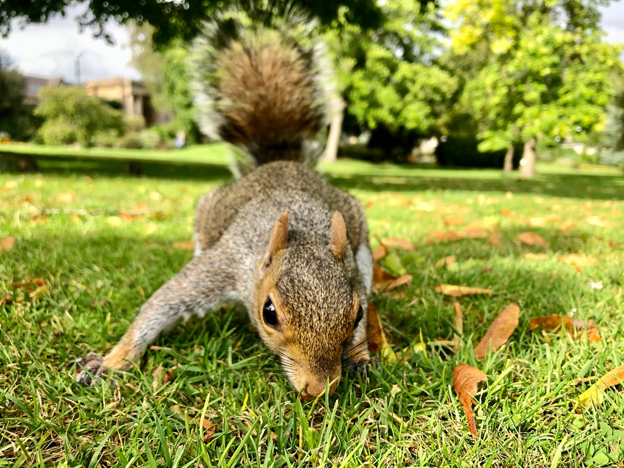 Fwd: Squirrel Sheffield Botanical Gardens. Keith Bown			
					</div><!-- .entry-content -->
		
		<footer>
		
		
		
					
					</footer><!-- .entry-meta -->
	</article><!-- #post -->
				
											
				
		
<hr class=