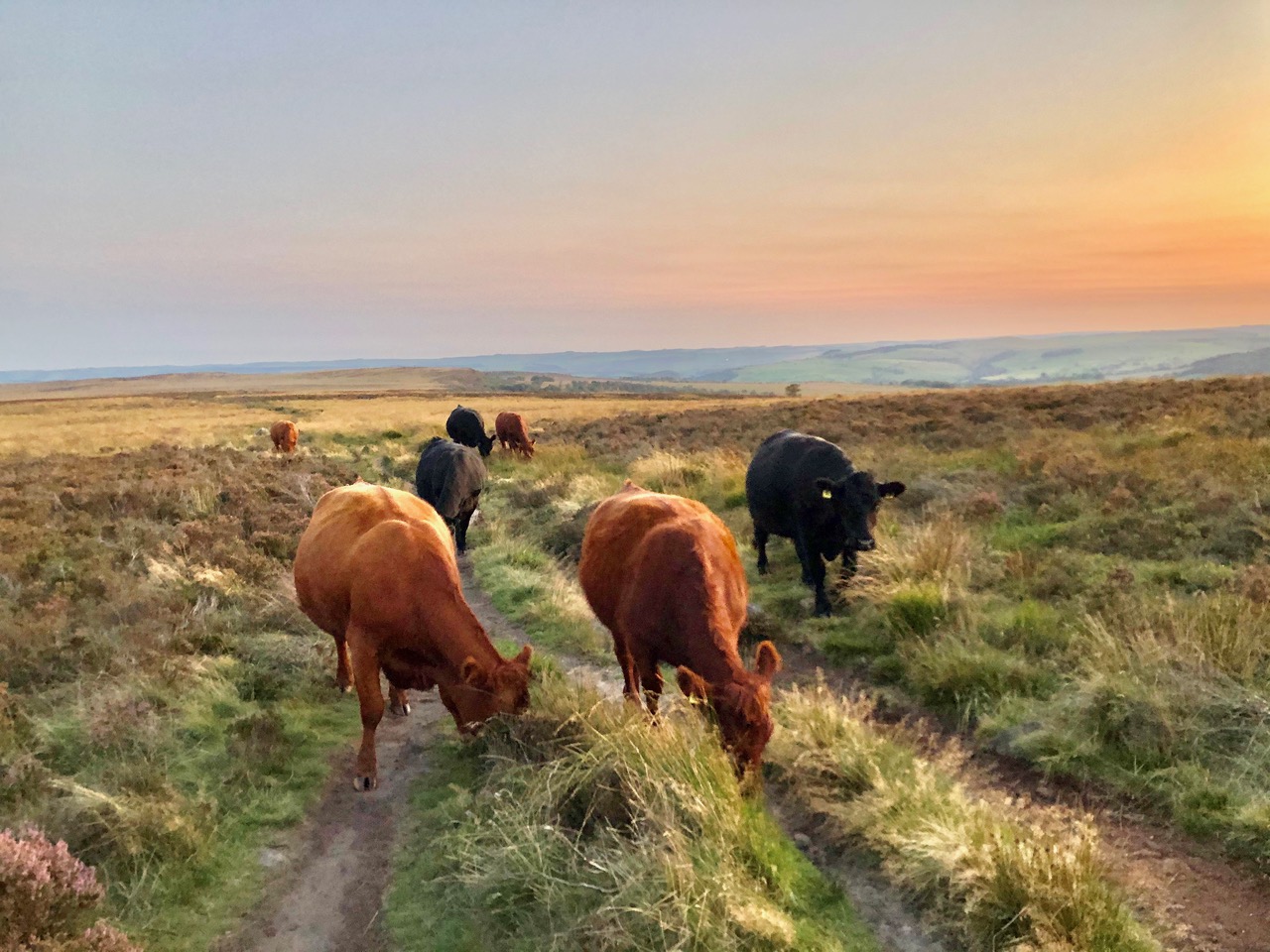Fwd: Cows Grazing at White Edge Peak District.Keith Bown			
					</div><!-- .entry-content -->
		
		<footer>
		
		
		
					
					</footer><!-- .entry-meta -->
	</article><!-- #post -->
				
											
				
		
<hr class=