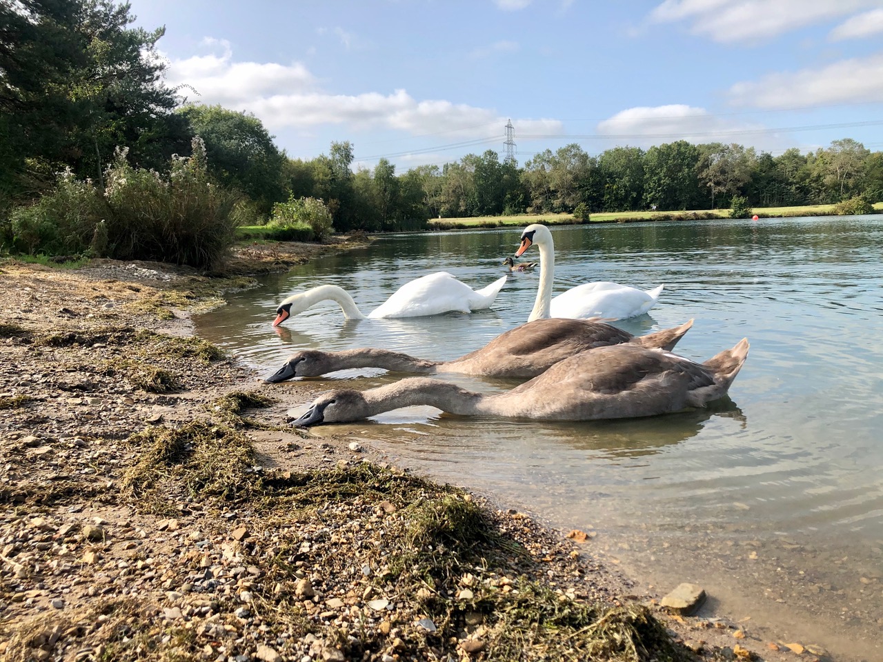 Fwd: Swans and Cygnets at Rother Valley Country park. Keith Bown			
					</div><!-- .entry-content -->
		
		<footer>
		
		
		
					
					</footer><!-- .entry-meta -->
	</article><!-- #post -->
				
											
				
		
<hr class=