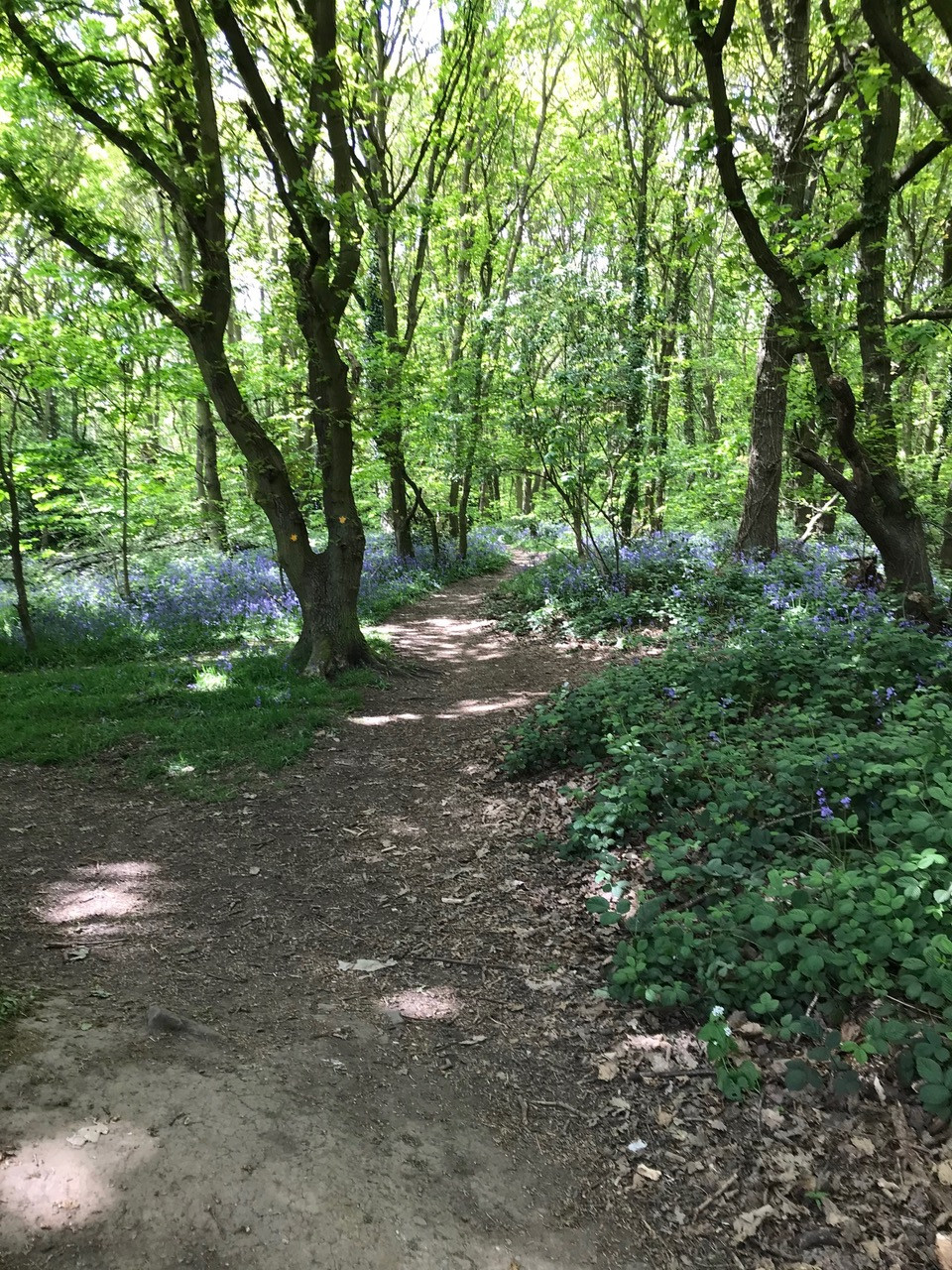 Fwd: Treeton Woods by Val Unwin			
					</div><!-- .entry-content -->
		
		<footer>
		
		
		
					
					</footer><!-- .entry-meta -->
	</article><!-- #post -->
				
											
				
		
<hr class=