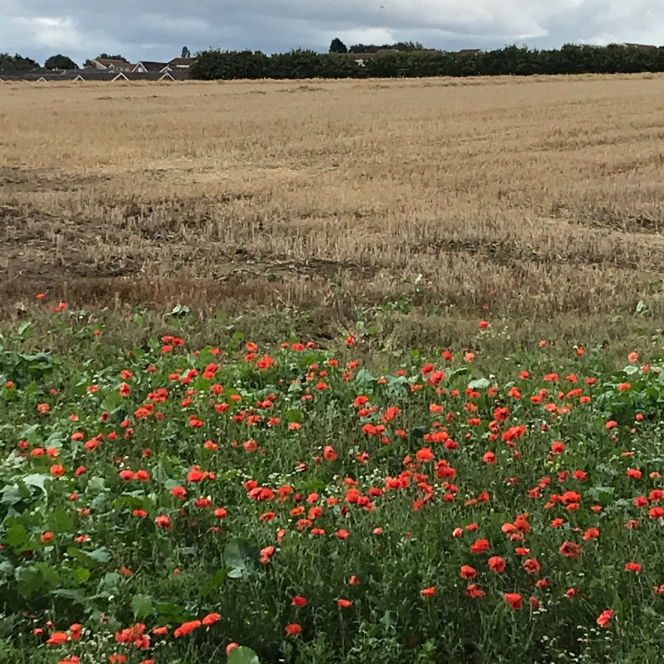 Fwd: Farmers Field Treeton by Val Unwin			
					</div><!-- .entry-content -->
		
		<footer>
		
		
		
					
					</footer><!-- .entry-meta -->
	</article><!-- #post -->
				
											
				
		
<hr class=