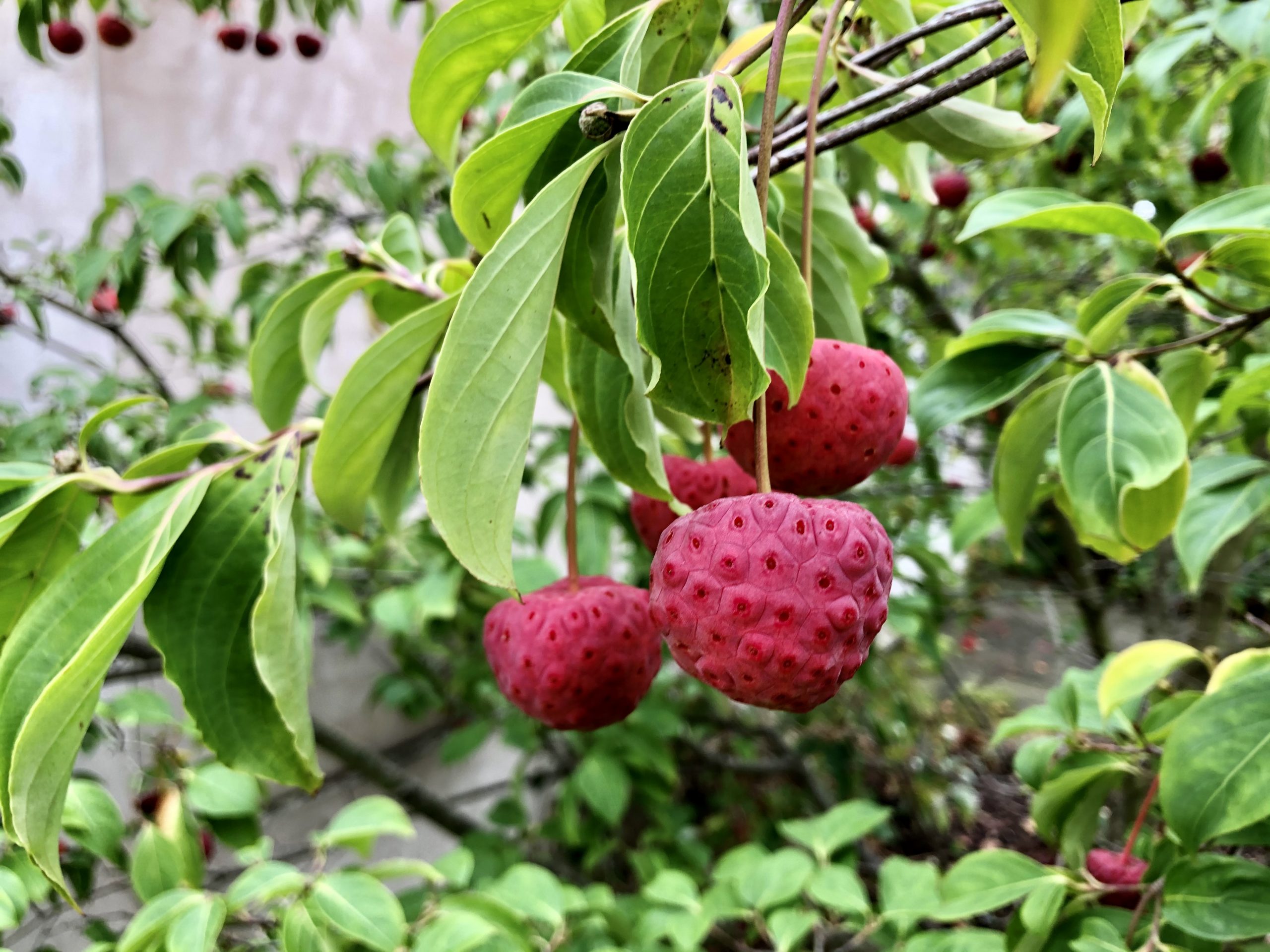 Fwd: Sheffield Botanical Gardens. Keith Bown			
					</div><!-- .entry-content -->
		
		<footer>
		
		
		
					
					</footer><!-- .entry-meta -->
	</article><!-- #post -->
				
											
				
		
<hr class=