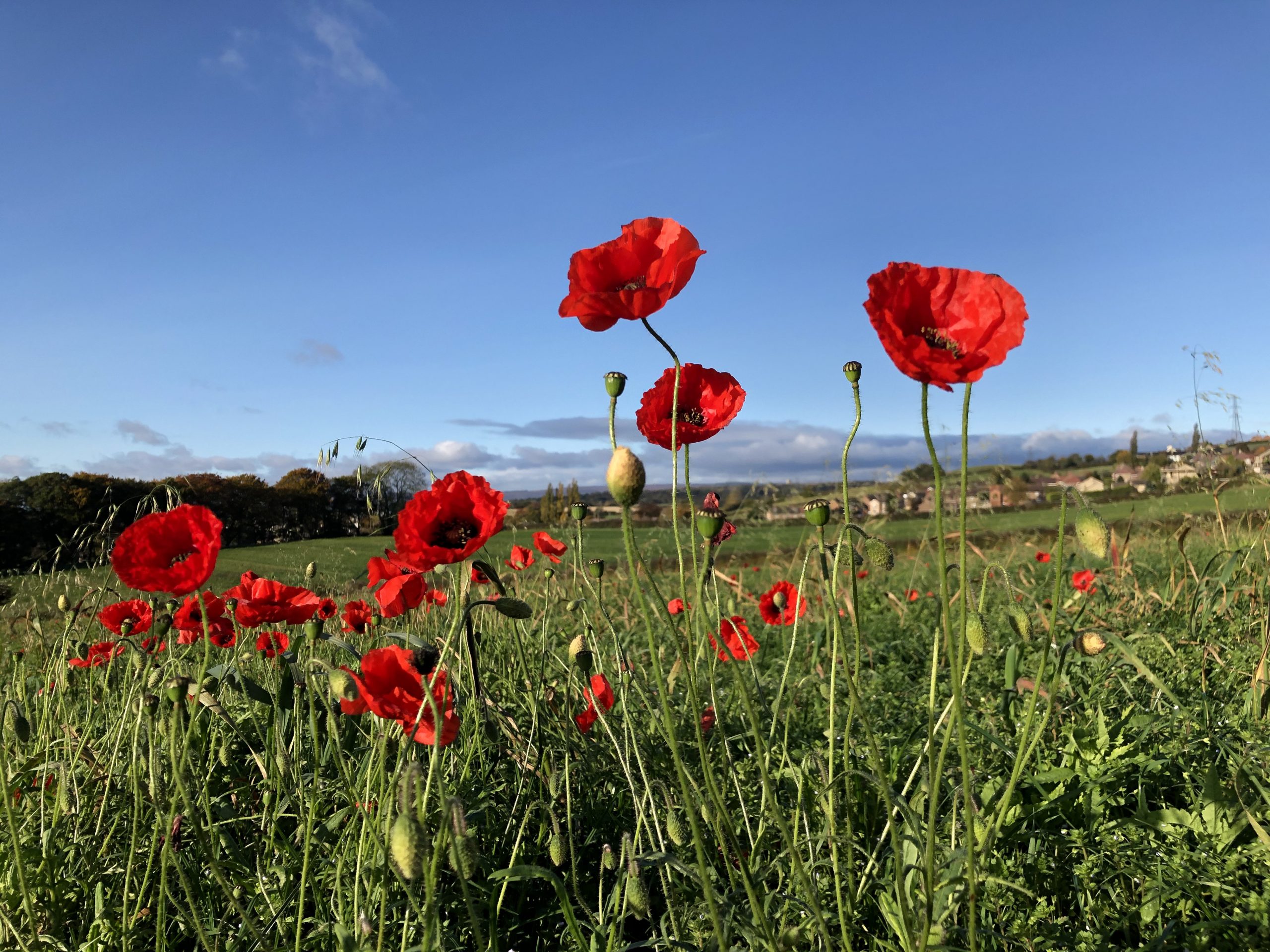 Fwd: Poppies at Mosborough Sheffield. Keith Bown			
					</div><!-- .entry-content -->
		
		<footer>
		
		
		
					
					</footer><!-- .entry-meta -->
	</article><!-- #post -->
				
											
				
		
<hr class=