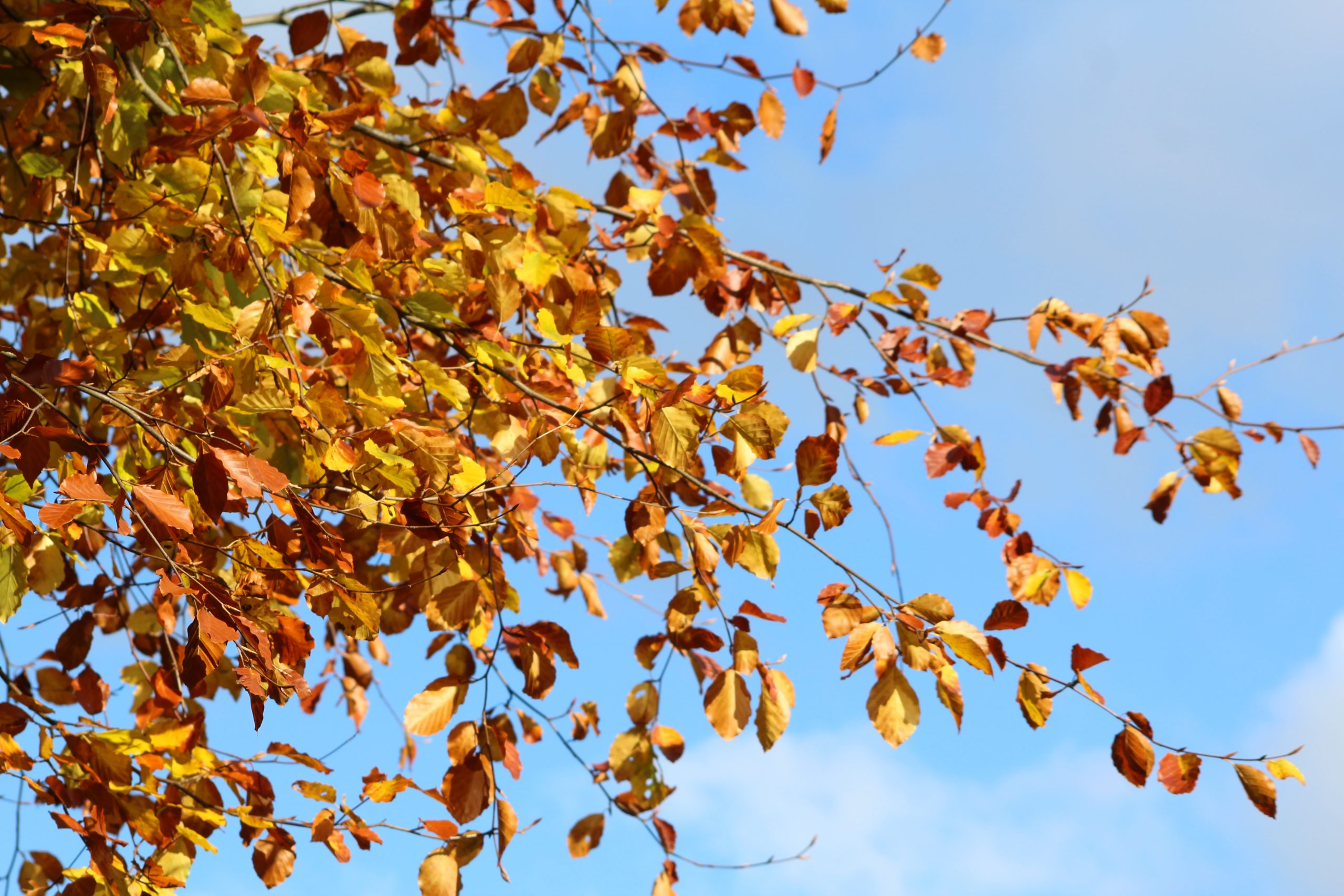 Fwd: Paul Snelling rivelin			
					</div><!-- .entry-content -->
		
		<footer>
		
		
		
					
					</footer><!-- .entry-meta -->
	</article><!-- #post -->
				
											
				
		
<hr class=