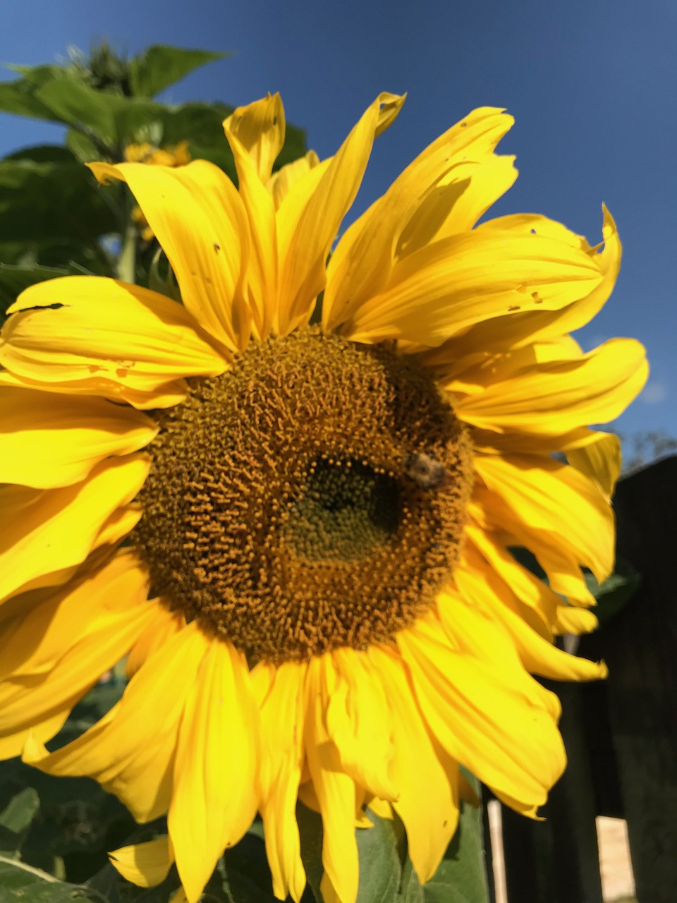 Fwd: Mommas sunflower			
					</div><!-- .entry-content -->
		
		<footer>
		
		
		
					
					</footer><!-- .entry-meta -->
	</article><!-- #post -->
				
											
				
		
<hr class=