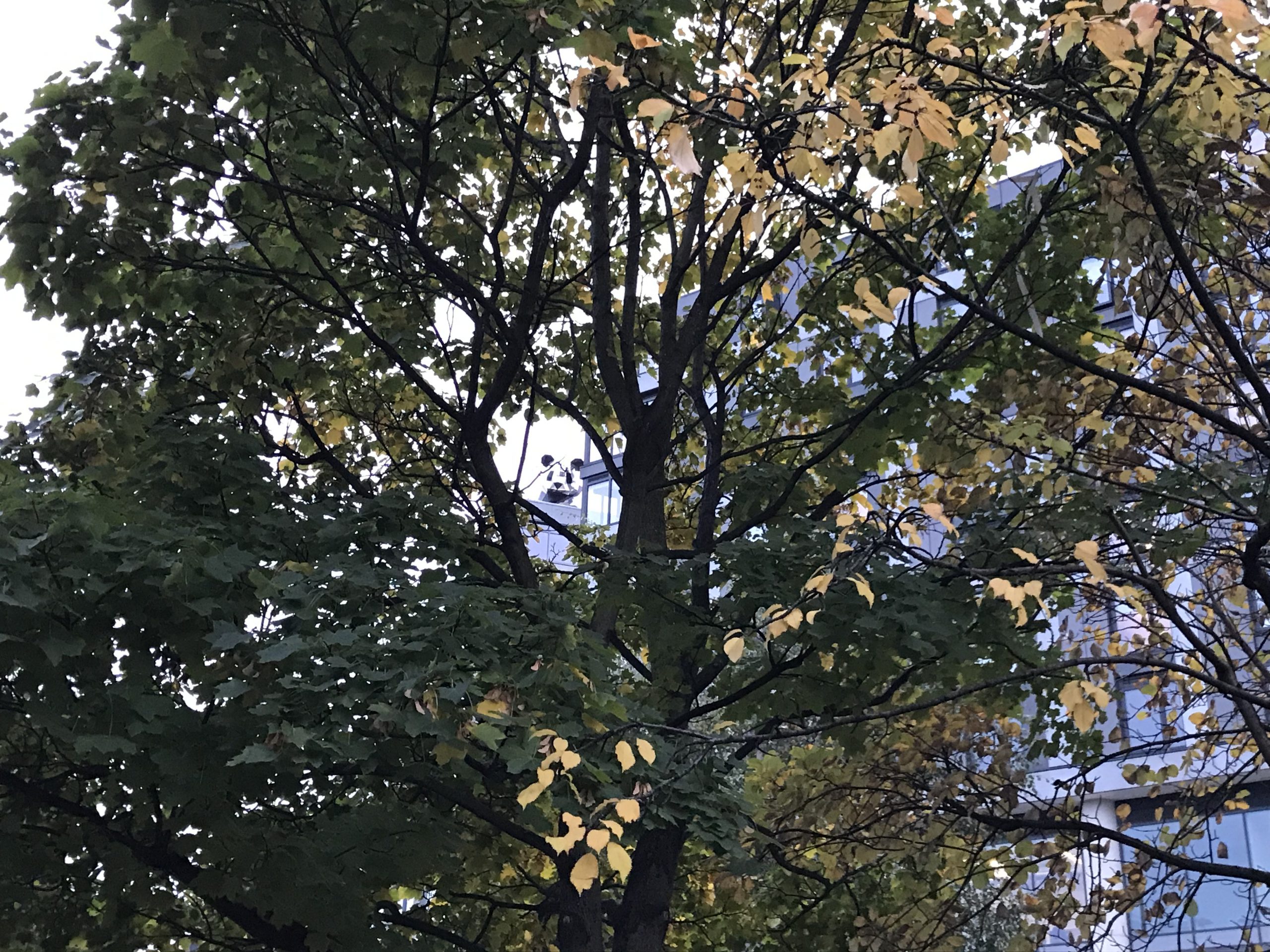 Fwd: Spot the panda			
					</div><!-- .entry-content -->
		
		<footer>
		
		
		
					
					</footer><!-- .entry-meta -->
	</article><!-- #post -->
				
											
				
		
<hr class=