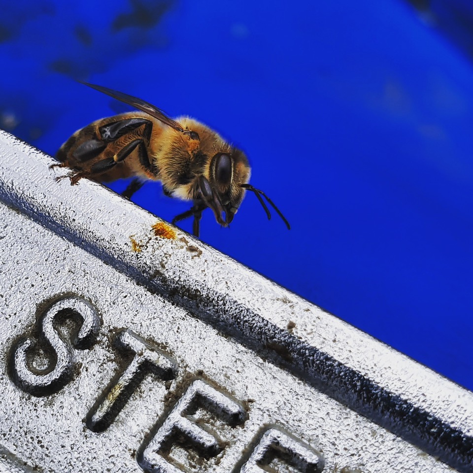 Fwd: Bee Photo – Rivelin Valley			
					</div><!-- .entry-content -->
		
		<footer>
		
		
		
					
					</footer><!-- .entry-meta -->
	</article><!-- #post -->
				
											
				
		
<hr class=