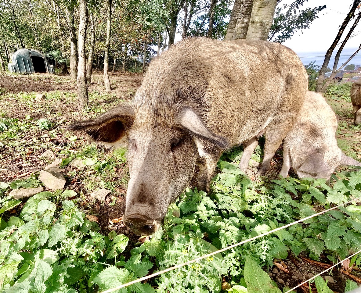 Fwd: Whirlow Hall Farm Sheffield. Keith Bown			
					</div><!-- .entry-content -->
		
		<footer>
		
		
		
					
					</footer><!-- .entry-meta -->
	</article><!-- #post -->
				
											
				
		
<hr class=