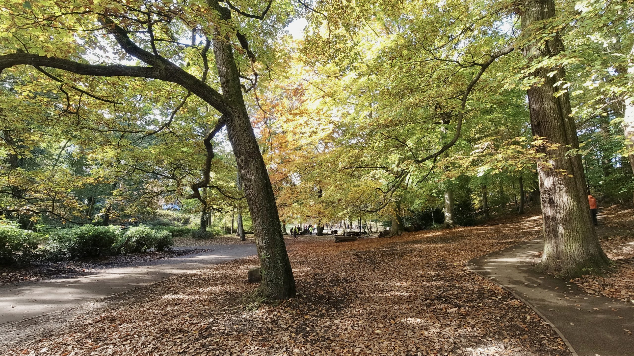 Fwd: Endcliffe Park Sheffield. Keith Bown			
					</div><!-- .entry-content -->
		
		<footer>
		
		
		
					
					</footer><!-- .entry-meta -->
	</article><!-- #post -->
				
											
				
		
<hr class=