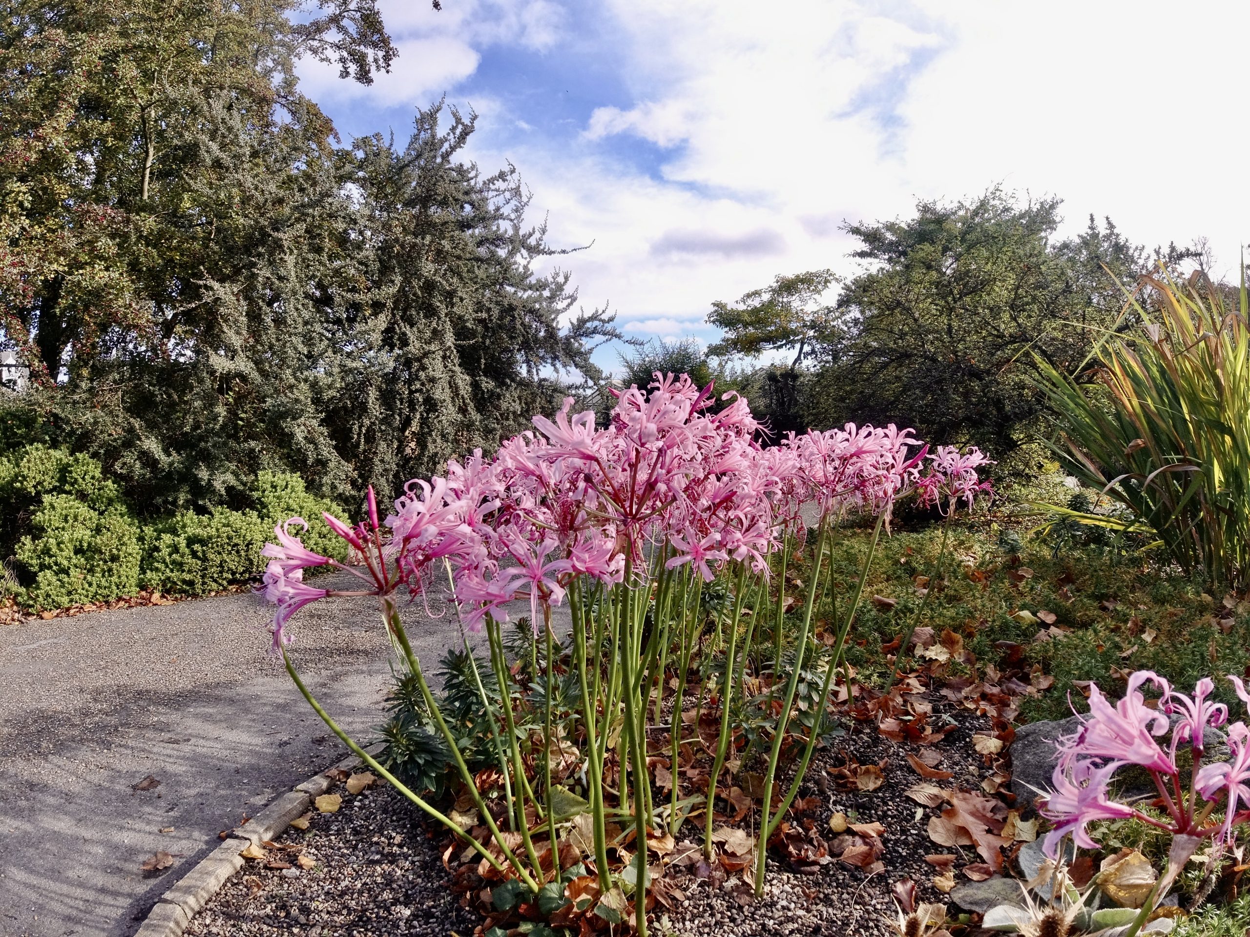 Fwd: Sheffield Botanical Gardens. Keith Bown			
					</div><!-- .entry-content -->
		
		<footer>
		
		
		
					
					</footer><!-- .entry-meta -->
	</article><!-- #post -->
				
											
				
		
<hr class=