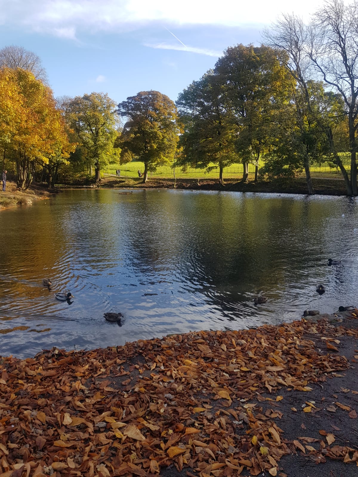 Fwd: Graves Park by Peter Brady.			
					</div><!-- .entry-content -->
		
		<footer>
		
		
		
					
					</footer><!-- .entry-meta -->
	</article><!-- #post -->
				
											
				
		
<hr class=